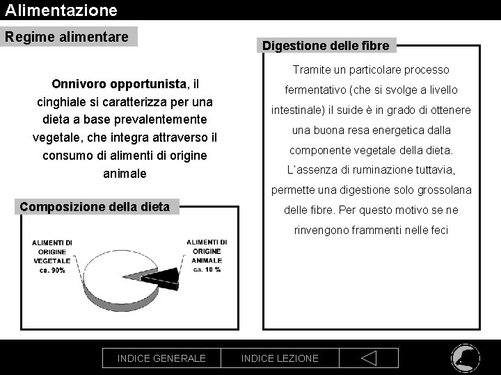 Alimentazione Regime alimentare Digestione delle fibre Tramite un particolare processo Onnivoro opportunista, il cinghiale