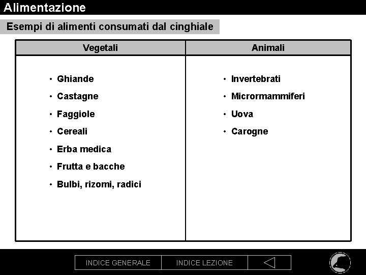 Alimentazione Esempi di alimenti consumati dal cinghiale Vegetali Animali • Ghiande • Invertebrati •