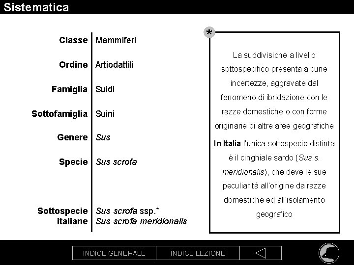 Sistematica * Classe Mammiferi La suddivisione a livello Ordine Artiodattili sottospecifico presenta alcune incertezze,