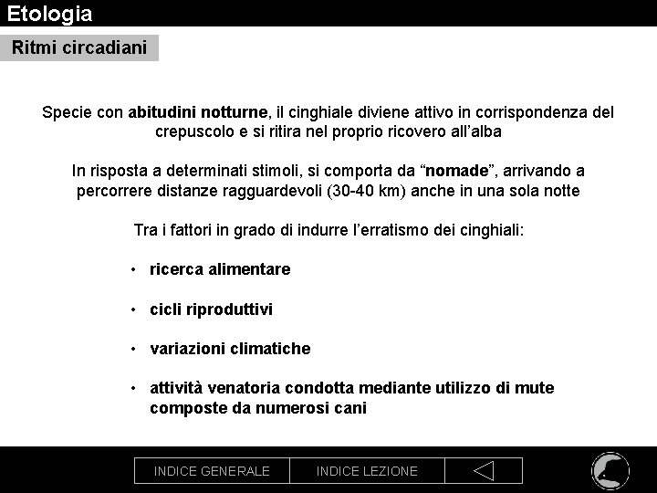 Etologia Ritmi circadiani Specie con abitudini notturne, il cinghiale diviene attivo in corrispondenza del