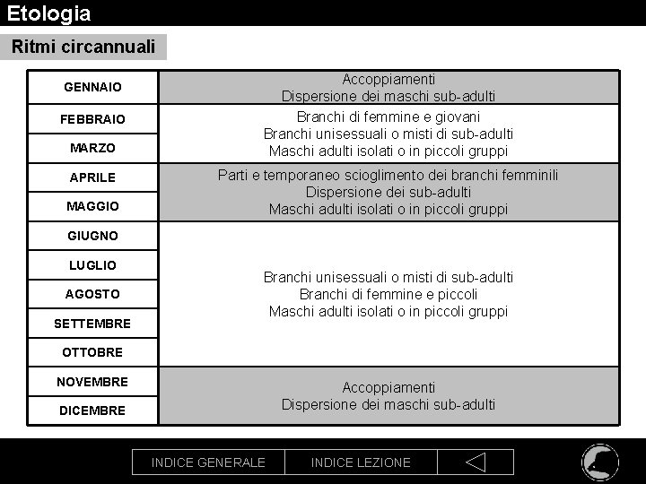 Etologia Ritmi circannuali GENNAIO FEBBRAIO MARZO APRILE MAGGIO Accoppiamenti Dispersione dei maschi sub-adulti Branchi