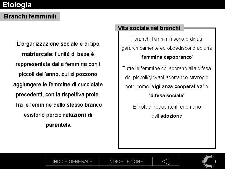 Etologia Branchi femminili Vita sociale nei branchi L’organizzazione sociale è di tipo matriarcale: l’unità