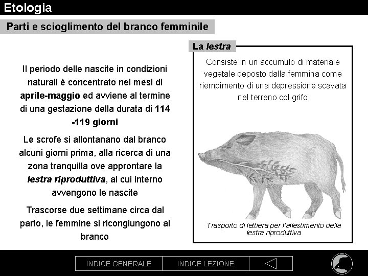 Etologia Parti e scioglimento del branco femminile La lestra Il periodo delle nascite in