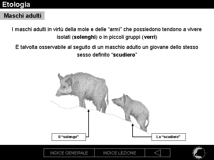 Etologia Maschi adulti I maschi adulti in virtù della mole e delle “armi” che