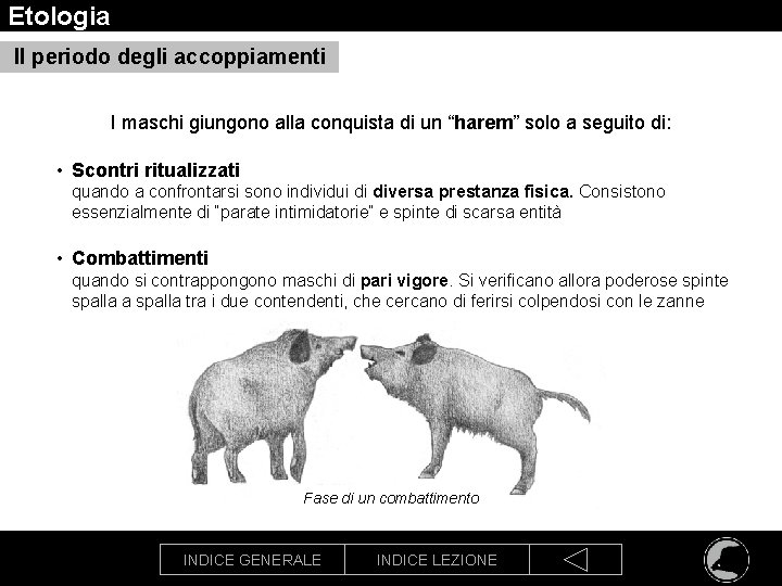 Etologia Il periodo degli accoppiamenti I maschi giungono alla conquista di un “harem” solo