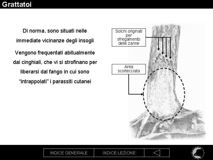 Grattatoi Di norma, sono situati nelle immediate vicinanze degli insogli Solchi originati per sfregamento