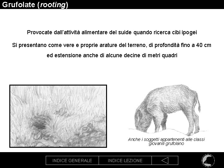 Grufolate (rooting) Provocate dall’attività alimentare del suide quando ricerca cibi ipogei Si presentano come