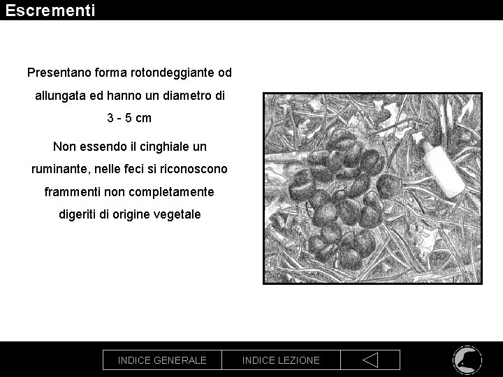 Escrementi Presentano forma rotondeggiante od allungata ed hanno un diametro di 3 - 5