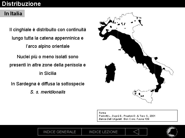Distribuzione In Italia Il cinghiale è distribuito continuità lungo tutta la catena appenninica e