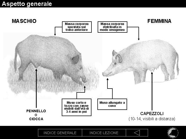 Aspetto generale MASCHIO PENNELLO O Massa corporea spostata sul treno anteriore Massa corporea distribuita