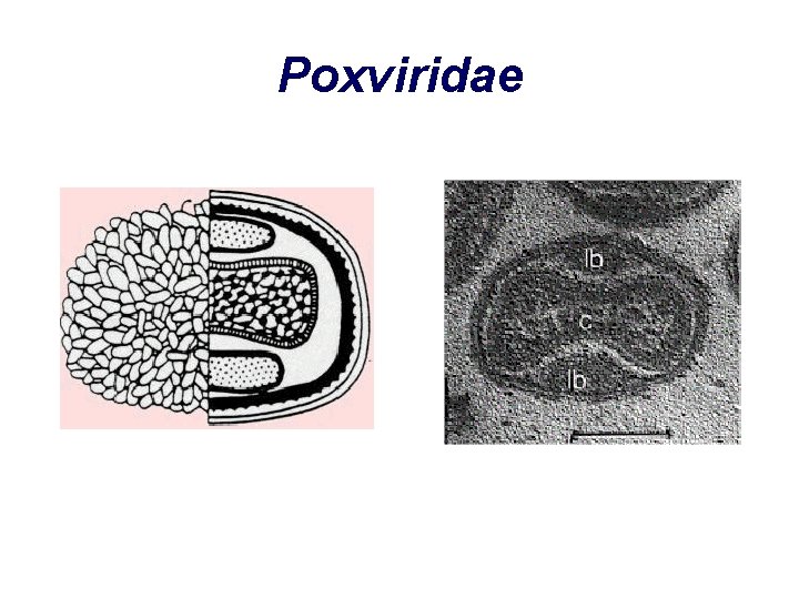Poxviridae 