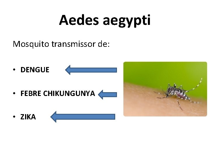 Aedes aegypti Mosquito transmissor de: • DENGUE • FEBRE CHIKUNGUNYA • ZIKA 