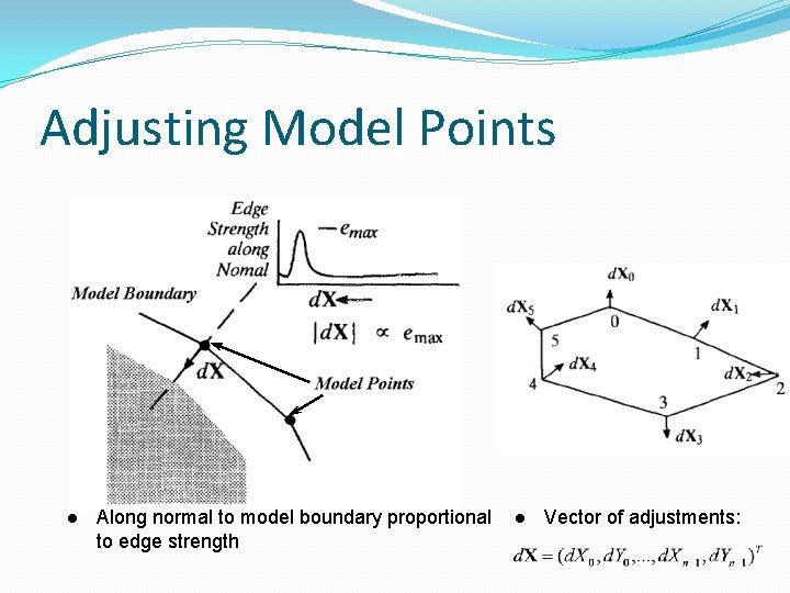 Adjusting Model Points l Along normal to model boundary proportional to edge strength l