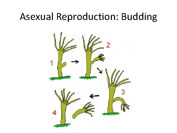 Asexual Reproduction: Budding 