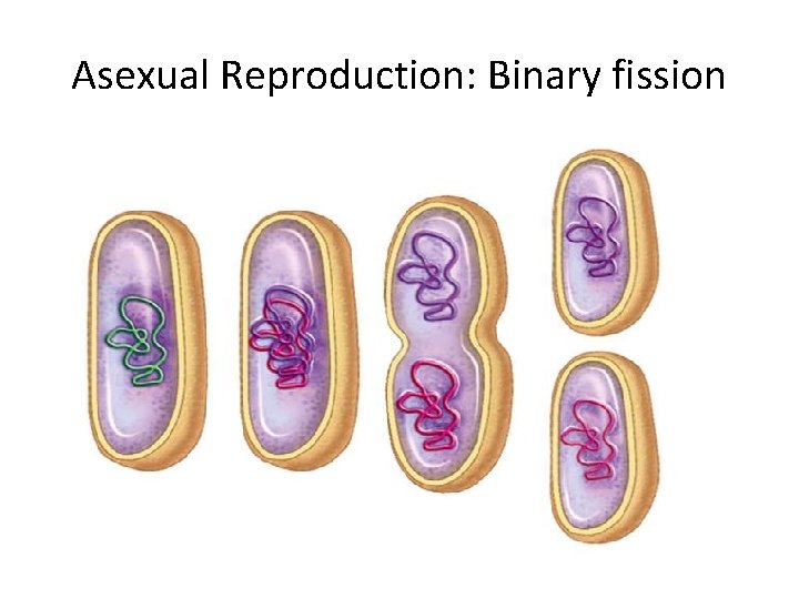 Asexual Reproduction: Binary fission 