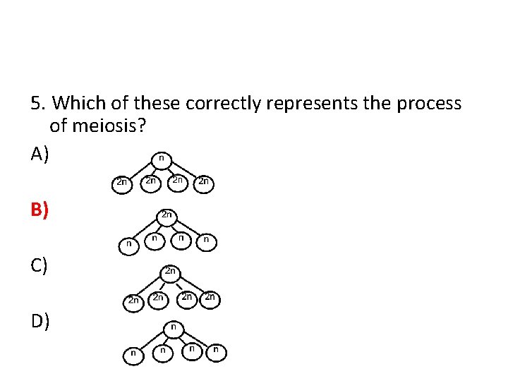 5. Which of these correctly represents the process of meiosis? A) B) C) D)