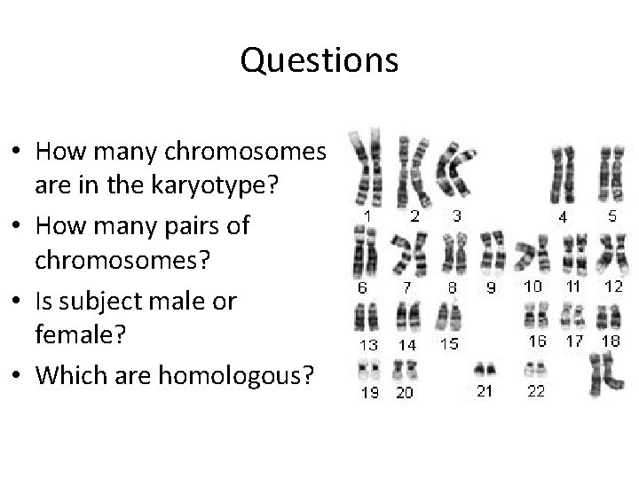 Questions • How many chromosomes are in the karyotype? • How many pairs of