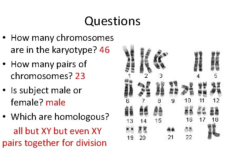 Questions • How many chromosomes are in the karyotype? 46 • How many pairs
