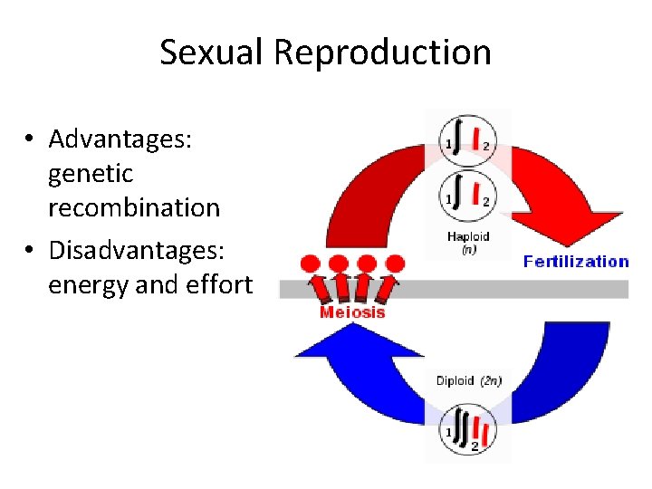 Sexual Reproduction • Advantages: genetic recombination • Disadvantages: energy and effort 