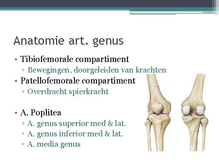 Anatomie art. genus • Tibiofemorale compartiment ▫ Bewegingen, doorgeleiden van krachten • Patellofemorale compartiment