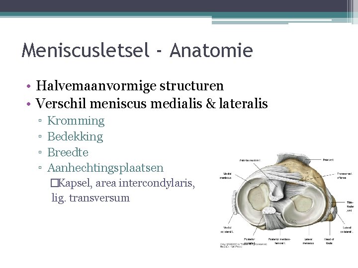 Meniscusletsel - Anatomie • Halvemaanvormige structuren • Verschil meniscus medialis & lateralis ▫ ▫