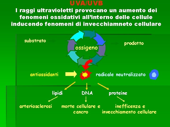 UVA/UVB I raggi ultravioletti provocano un aumento dei fenomeni ossidativi all’interno delle cellule inducendo