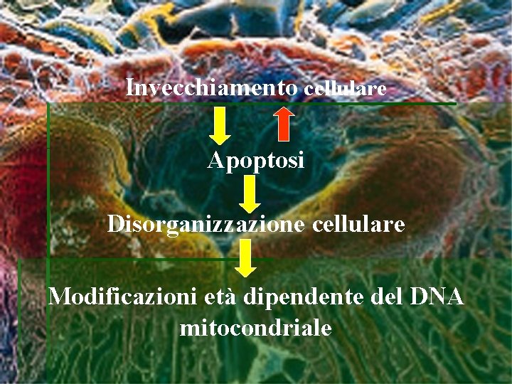 Invecchiamento cellulare Apoptosi Disorganizzazione cellulare Modificazioni età dipendente del DNA mitocondriale 