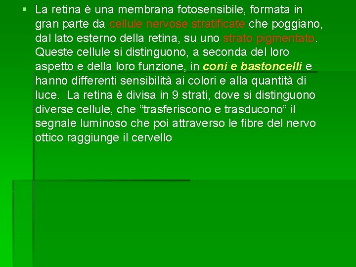 § La retina è una membrana fotosensibile, formata in gran parte da cellule nervose