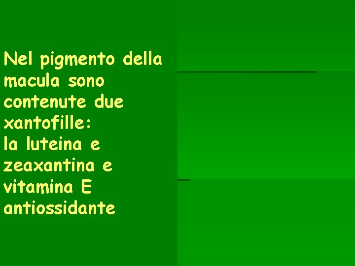 Nel pigmento della macula sono contenute due xantofille: la luteina e zeaxantina e vitamina