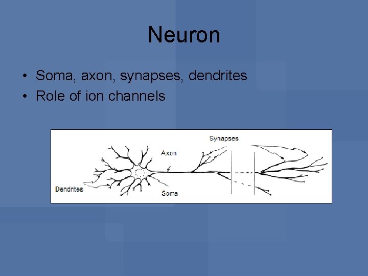 Neuron • Soma, axon, synapses, dendrites • Role of ion channels 