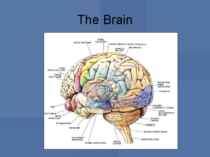 The Brain 