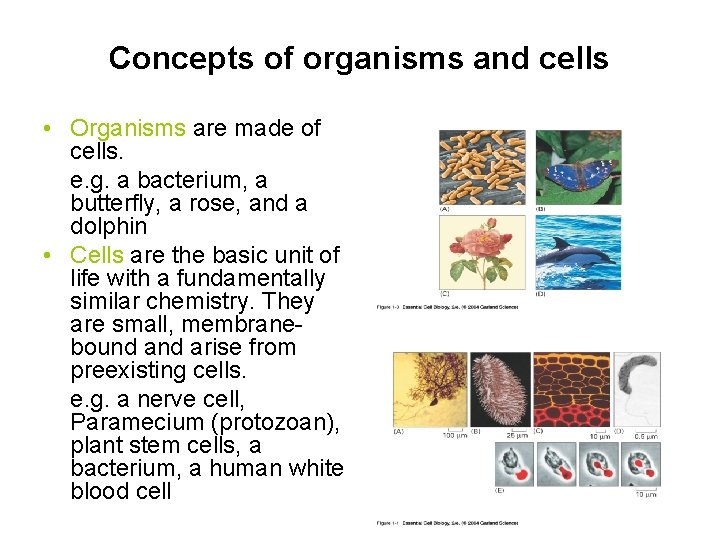 Concepts of organisms and cells • Organisms are made of cells. e. g. a