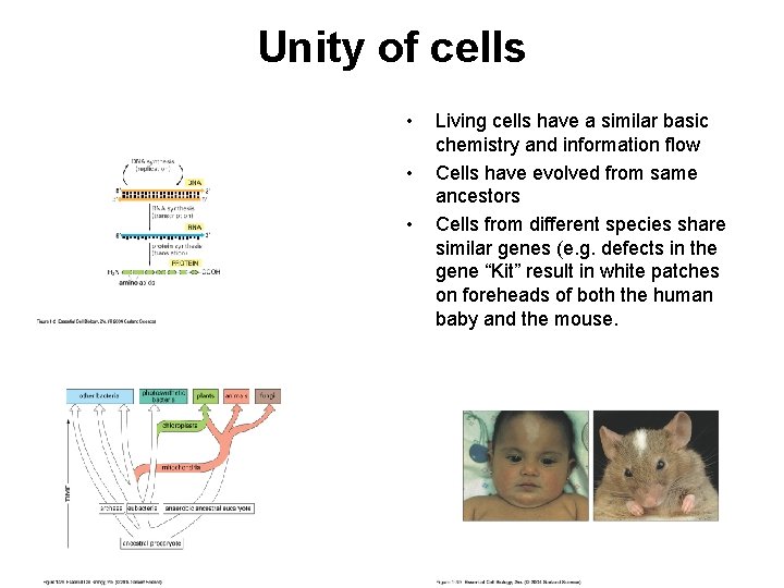 Unity of cells • • • Living cells have a similar basic chemistry and