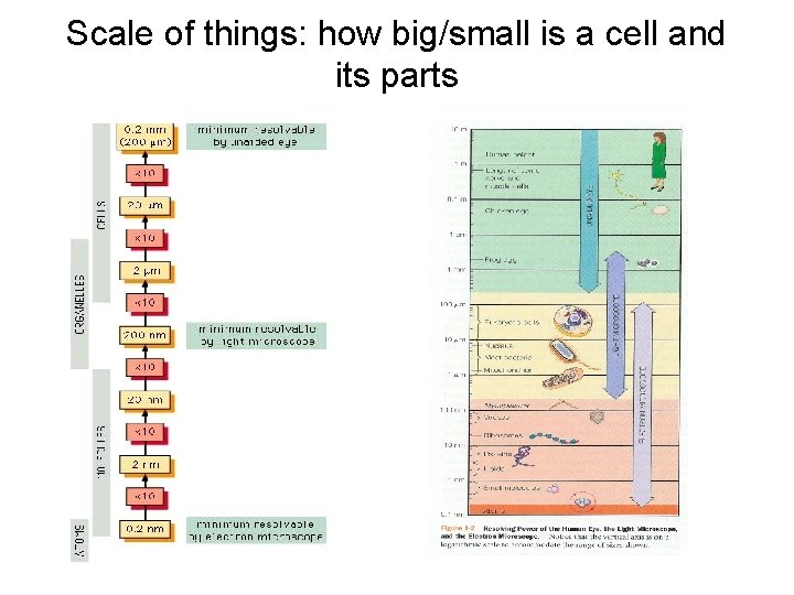 Scale of things: how big/small is a cell and its parts 