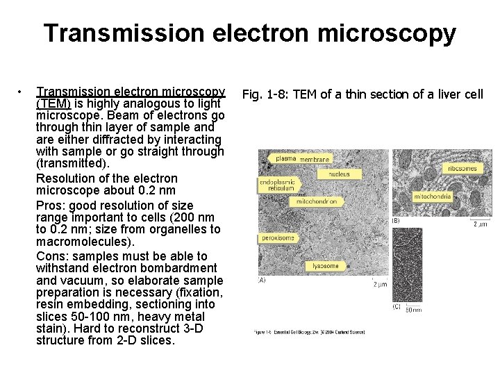Transmission electron microscopy • Transmission electron microscopy (TEM) is highly analogous to light microscope.