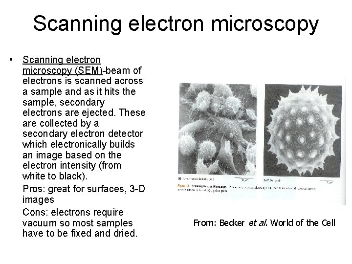 Scanning electron microscopy • Scanning electron microscopy (SEM)-beam of electrons is scanned across a