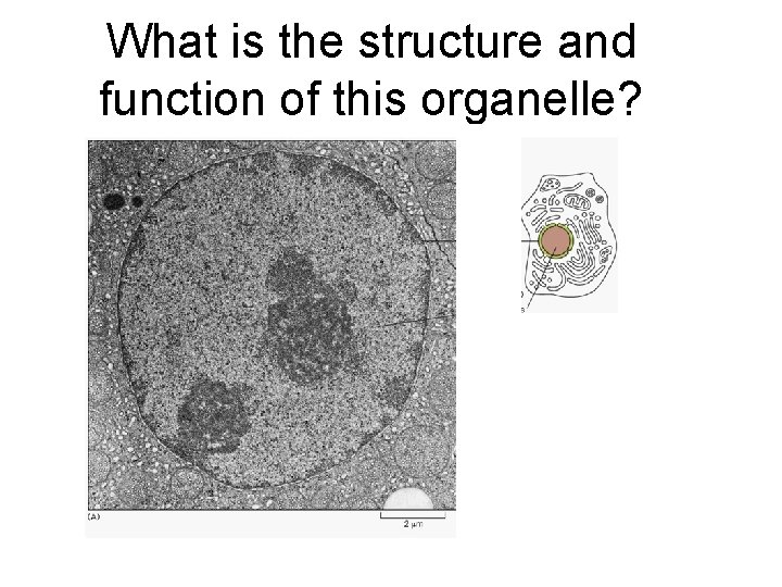 What is the structure and function of this organelle? 