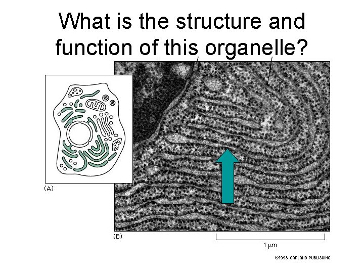 What is the structure and function of this organelle? 