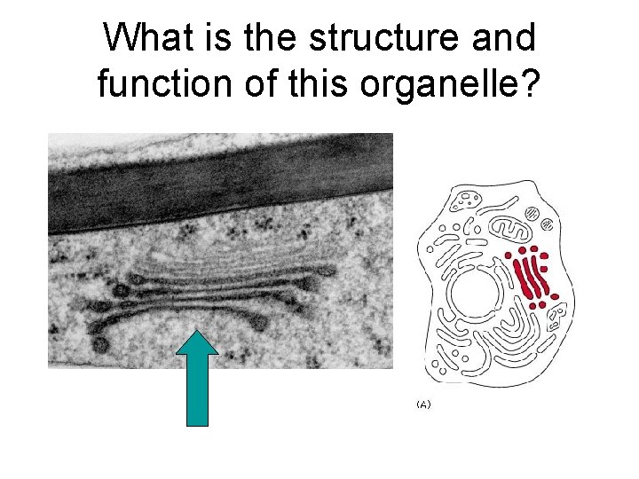 What is the structure and function of this organelle? 