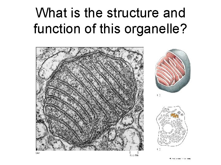 What is the structure and function of this organelle? 