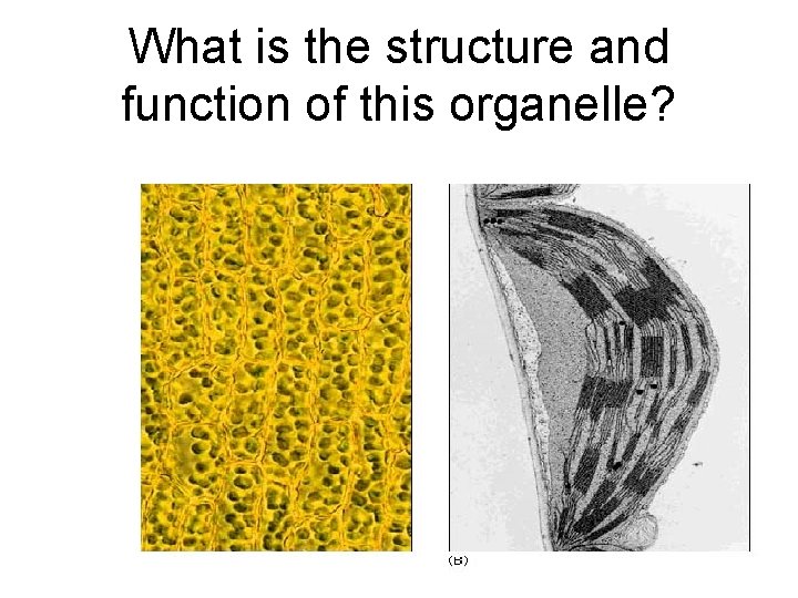 What is the structure and function of this organelle? 