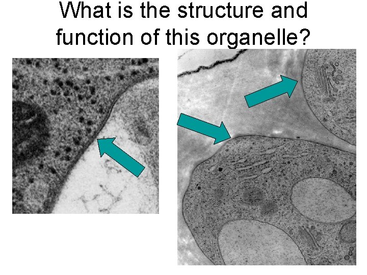 What is the structure and function of this organelle? 