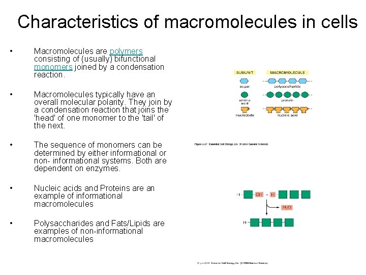 Characteristics of macromolecules in cells • Macromolecules are polymers consisting of (usually) bifunctional monomers