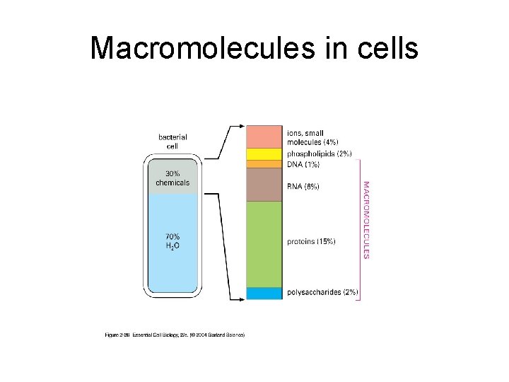 Macromolecules in cells 