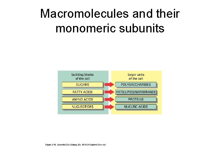 Macromolecules and their monomeric subunits 