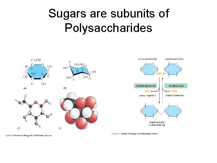 Sugars are subunits of Polysaccharides 