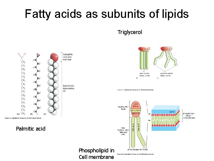 Fatty acids as subunits of lipids Triglycerol Palmitic acid Phospholipid in Cell membrane 