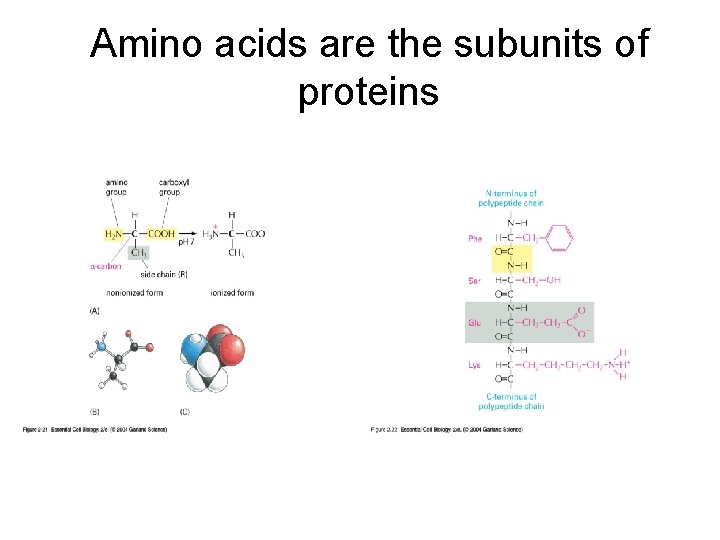 Amino acids are the subunits of proteins 