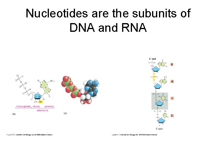 Nucleotides are the subunits of DNA and RNA 