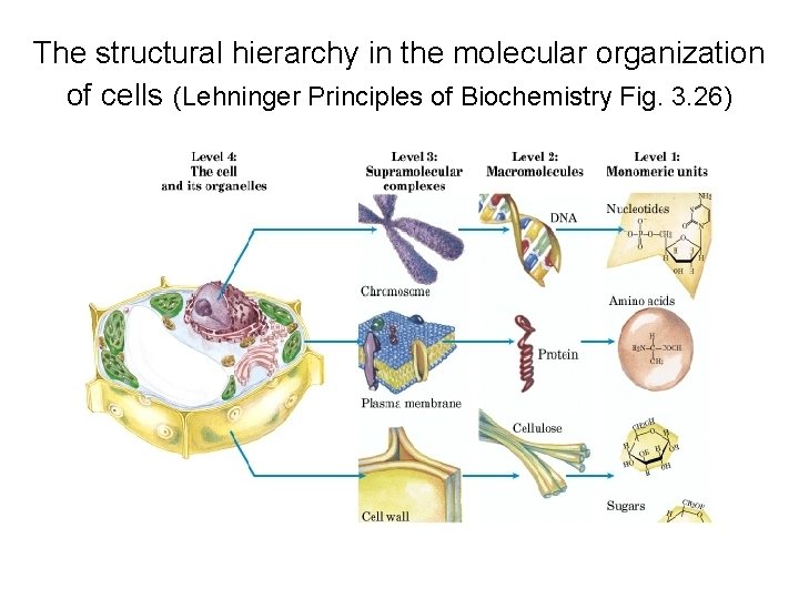 The structural hierarchy in the molecular organization of cells (Lehninger Principles of Biochemistry Fig.